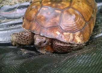 Gopher Tortoise