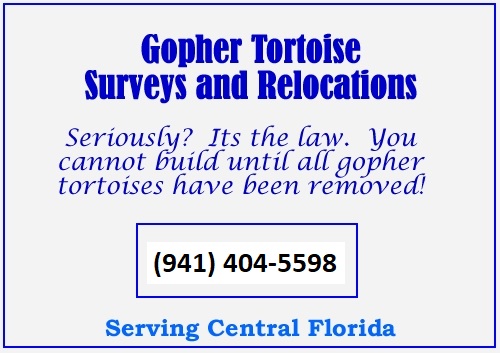 Gopher Tortoise Relocation